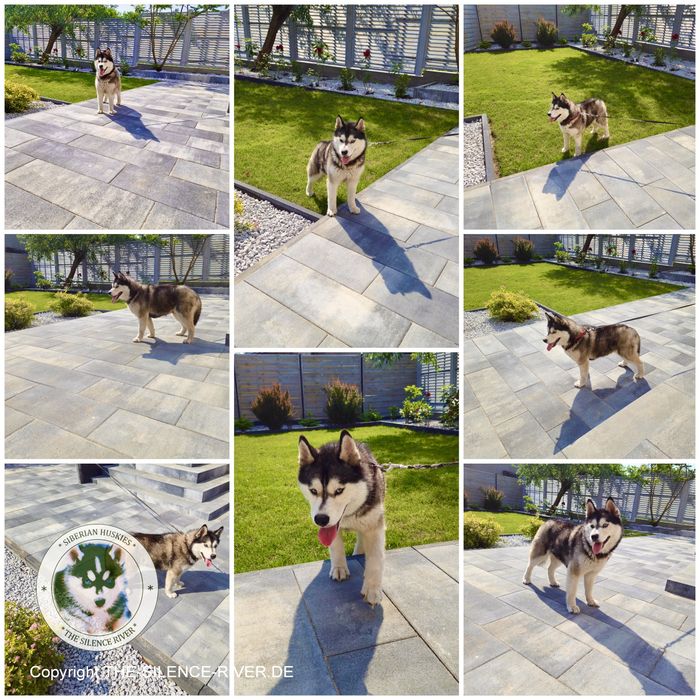 Niebieskooki szczeniak Siberian Husky międzynarodowy rodowod FCI ZKwP