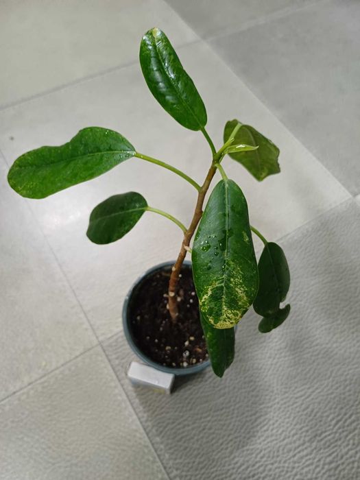 Фікус Рубігіноза Ірен Алі Амстел Кінг Голден Монік Шріверіана Міля