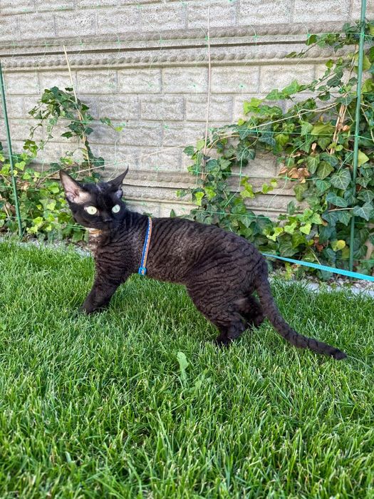 Kot Devon Rex kolor liliowy rodowód WCF Jaśminowy Powiew*PL