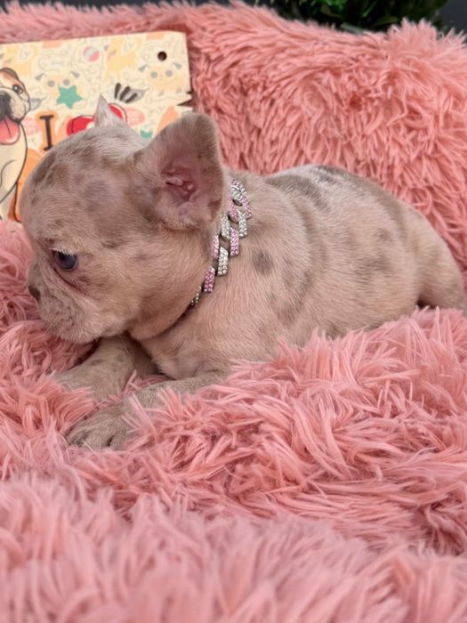 Menina buldog frances lilac merle