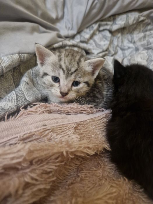 Кошенятка в добрі руки