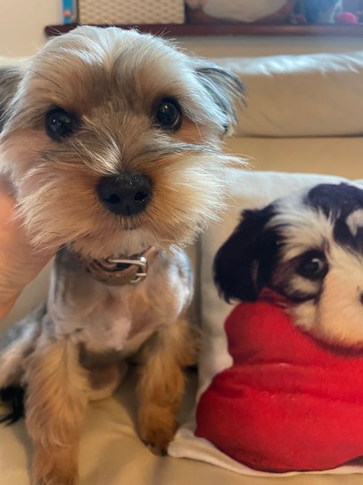 York yorkshire terrier suczka pies dwa szczepienia