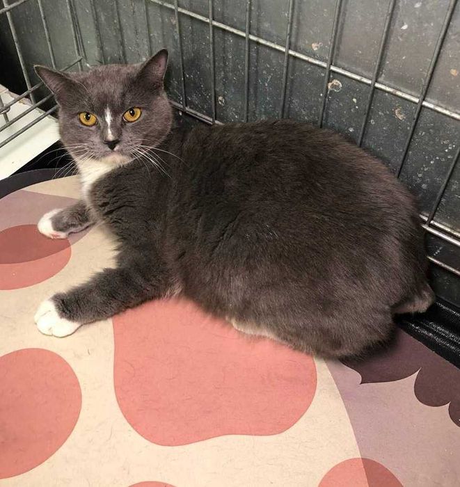 Ніжний котик Серко із зеленими очима та сріблясто-блакитною шубкою