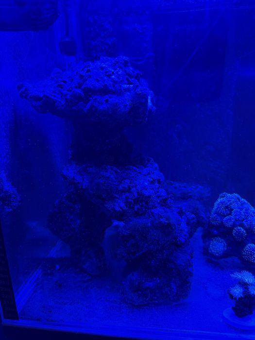 Żywa skała akwarium morskie