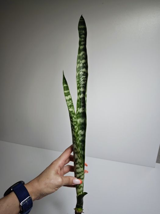 Sansevieria Sikawae
