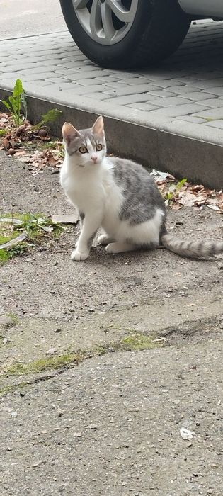 Безкоштовно киця