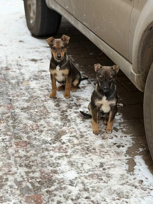 В хорошие руки щенки