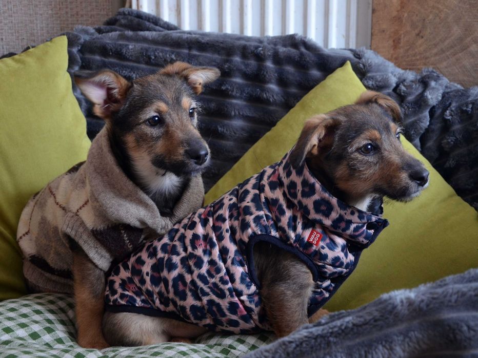 Цуценята в добрі руки