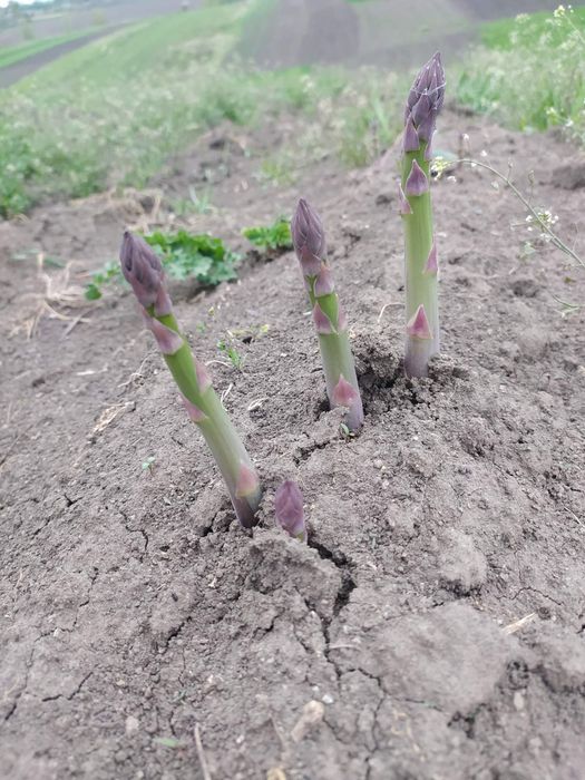 Спаржа (Asparagus)