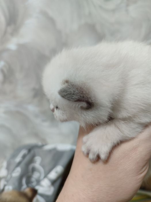 Кошенята до бронювання