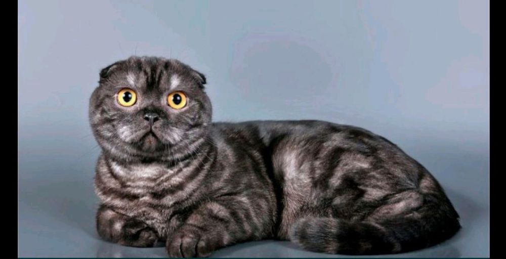 Чистопородна дівчинка scottish fold рідкісногозабарвлення