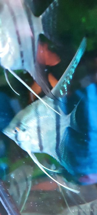 Скалярия Рио Нанай голубовато -зеленая