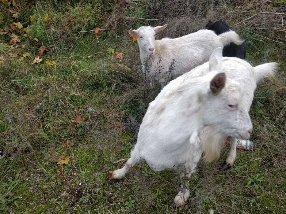 Продаються кози.