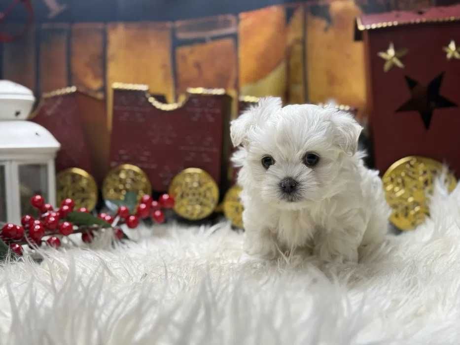 Bichon Maltês mini
