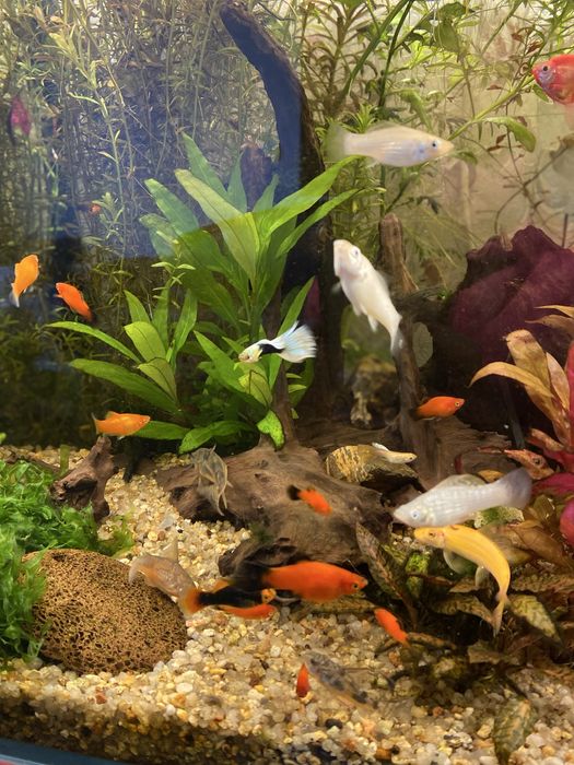 Акваріумні рибки