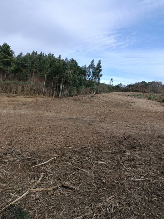 Limpeza de terrenos/jardins/trabalho de giratória/remoçã de entulhos