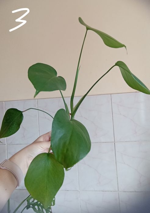Монстера делікатесна (Monstera deliciosa)