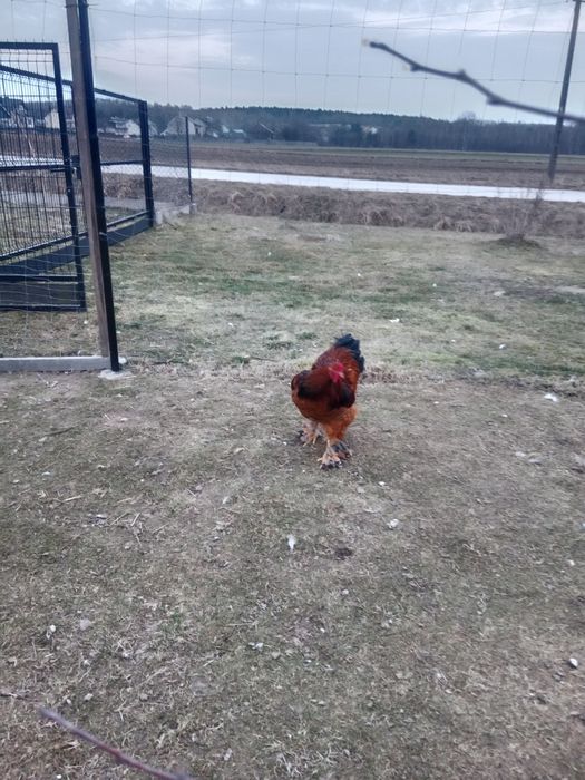 Kogut brachma olbrzymia