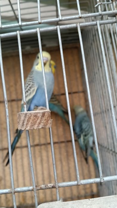 Canários, piriquitos,diamantes gold,mandarins,caturras,  domesticadas