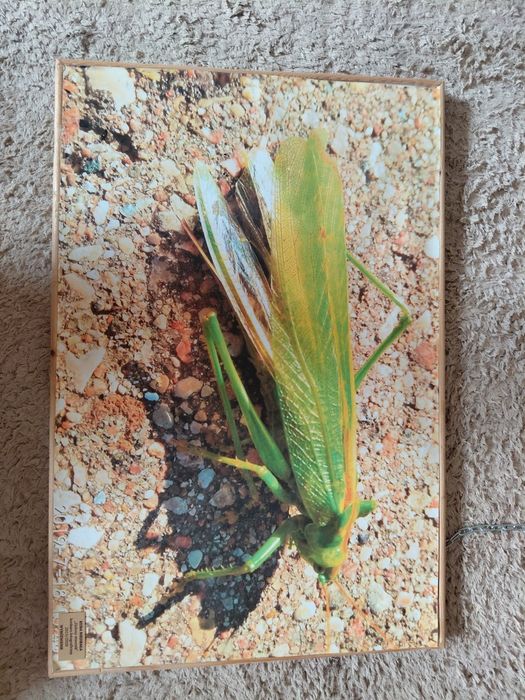 Obraz 40x57cm duży pasikonik przyroda na ścianę drewniany