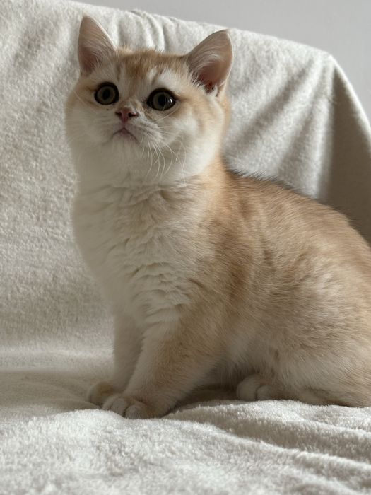 Chłopczyk brytyjski