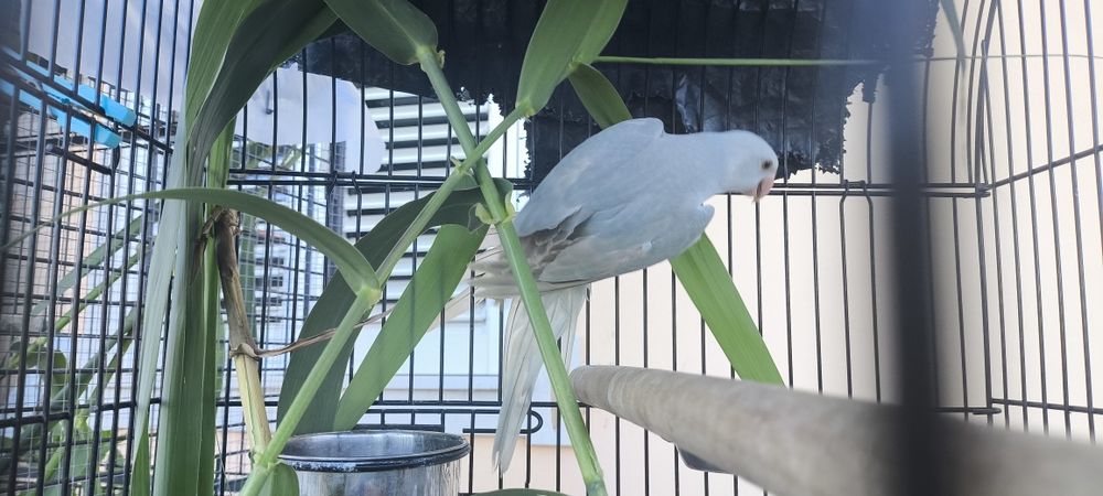 Várias aves disponíveis
