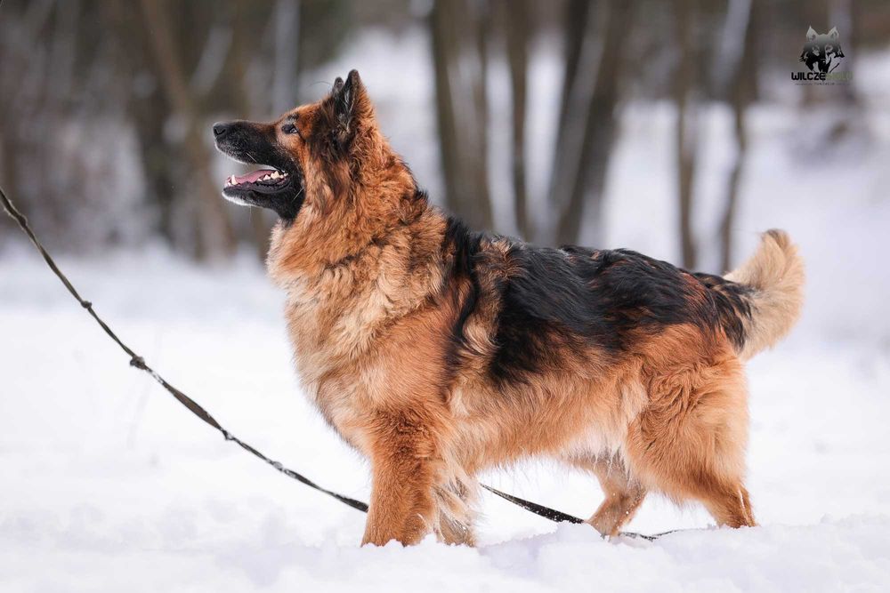 Rocky , około 5 letni owczarek do adopcji z fundacji