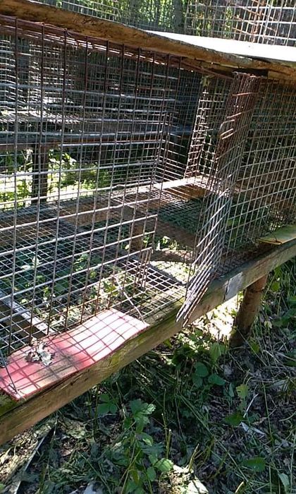 Sprzedam klatki po lisach