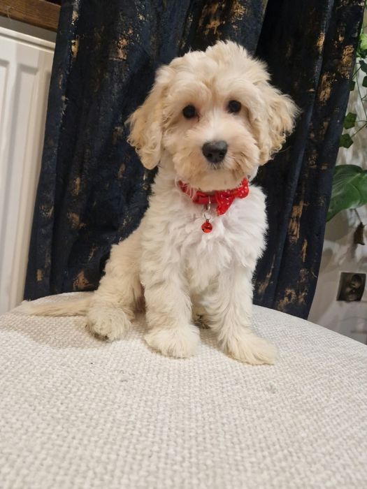 Suczka cockapoo suczka