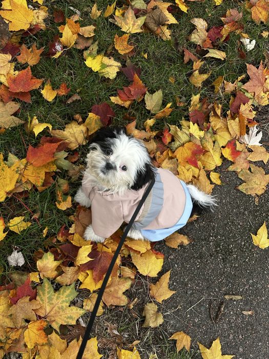 Дождевик для собак Pet Fashion Tina S