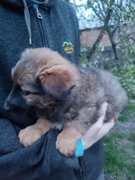 Цуценя дівчинка 2місяці