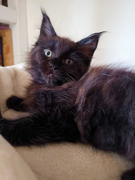 Matylda – kotka rasy Maine Coon - kolor czarny