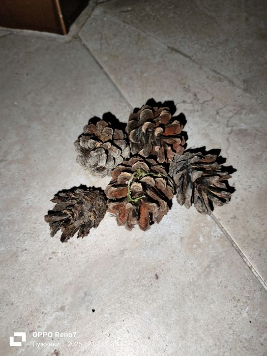 Шишки,шишка для декорування