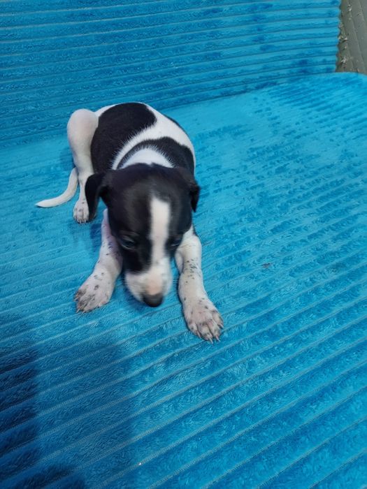 Chart Angielski Whippet piesek