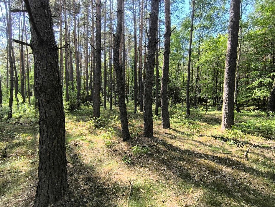 Działka lesna 1,0192 ha , Las