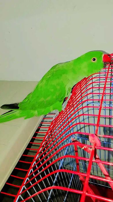 Ring neck bebê,domésticaddo, selvagem