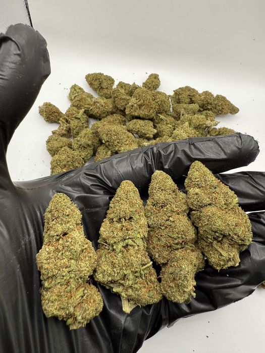 Susz CBD Indoor 1 kg OG Kush/THC< 0.3%