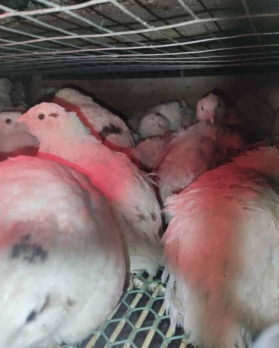 Інкубаційні яйця перепілки Техаські Білі