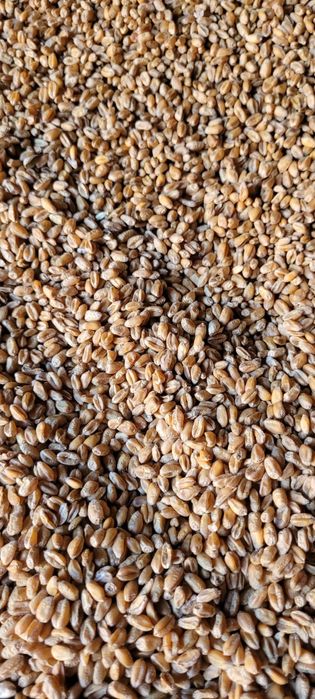 Pszenica Bilanz, owies bingo 2025