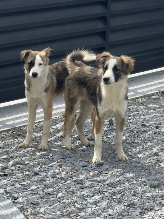 Собаки метиси шукають дім