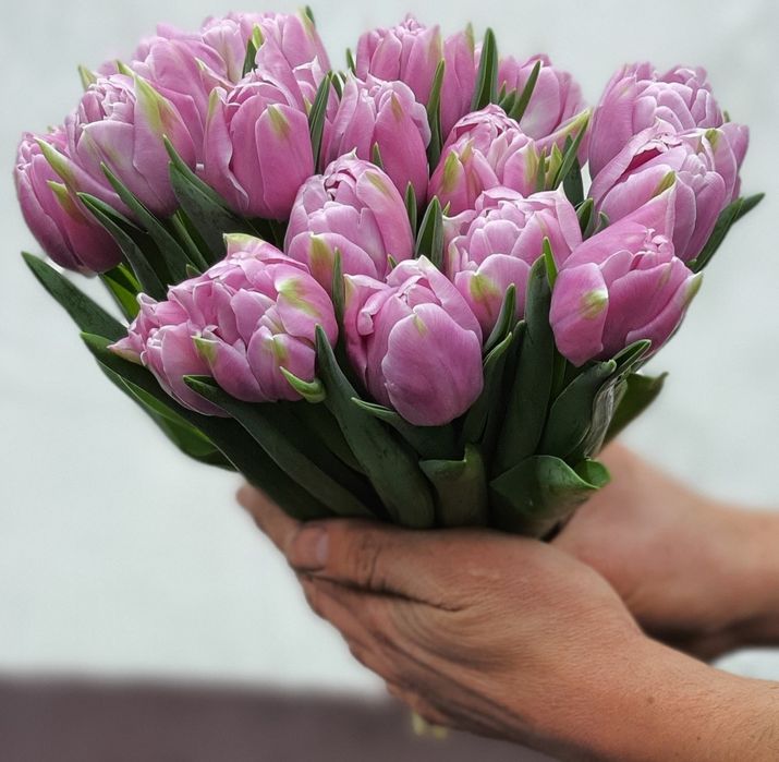 Тюльпаны!!! 51шт, 101шт,201шт,тюльпани,цветы,букеты,букети,квіти, тюль