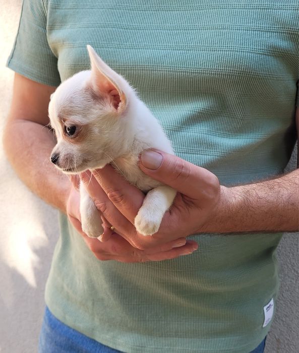 Chihuahua bebé femea