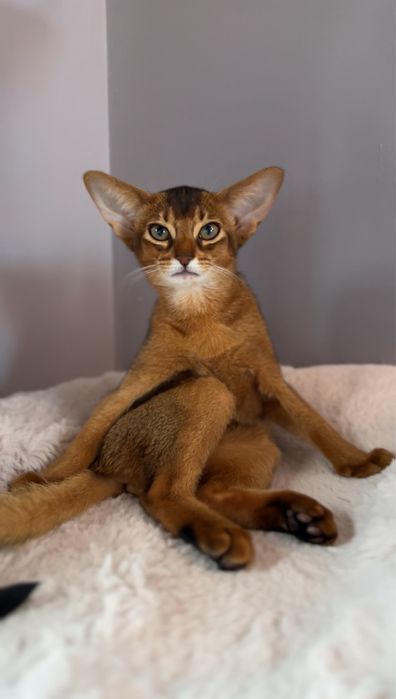 Абиссинские котята!