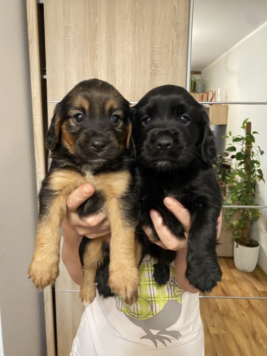 szczeniaki typu cocker spaniel