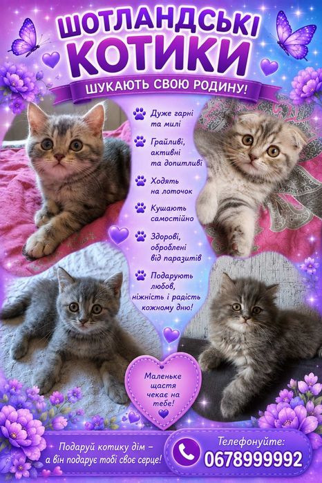 Шотландські кошенята!