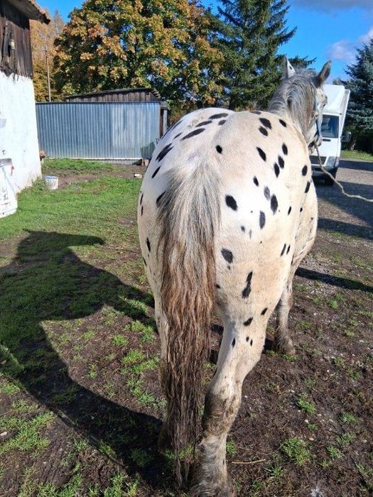 Sprzedam Ogiera  Taranta