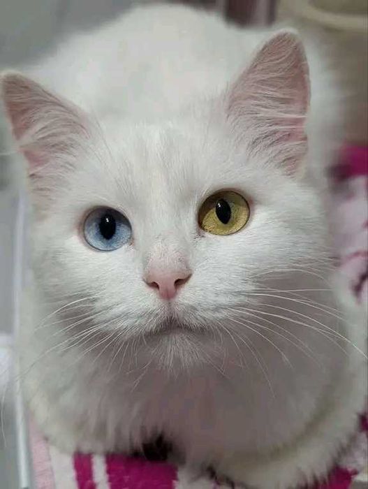 Котик білий као мани