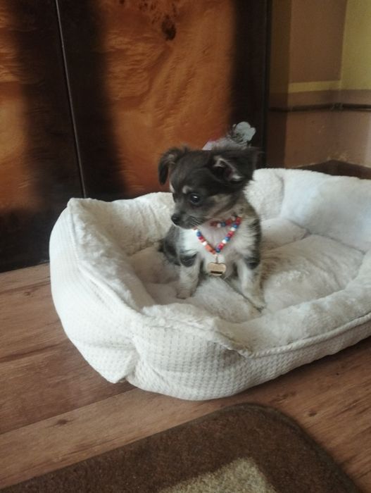 Śliczny liliowy piesek chihuahua