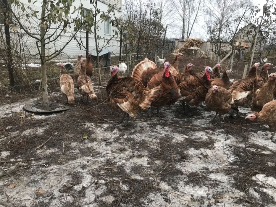 продам індики порода Бурбон (яйця , індичата. На смс не відповідаю