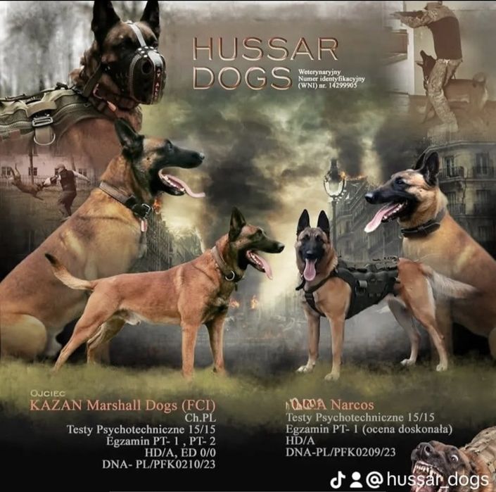 Owczarek belgijski malinois